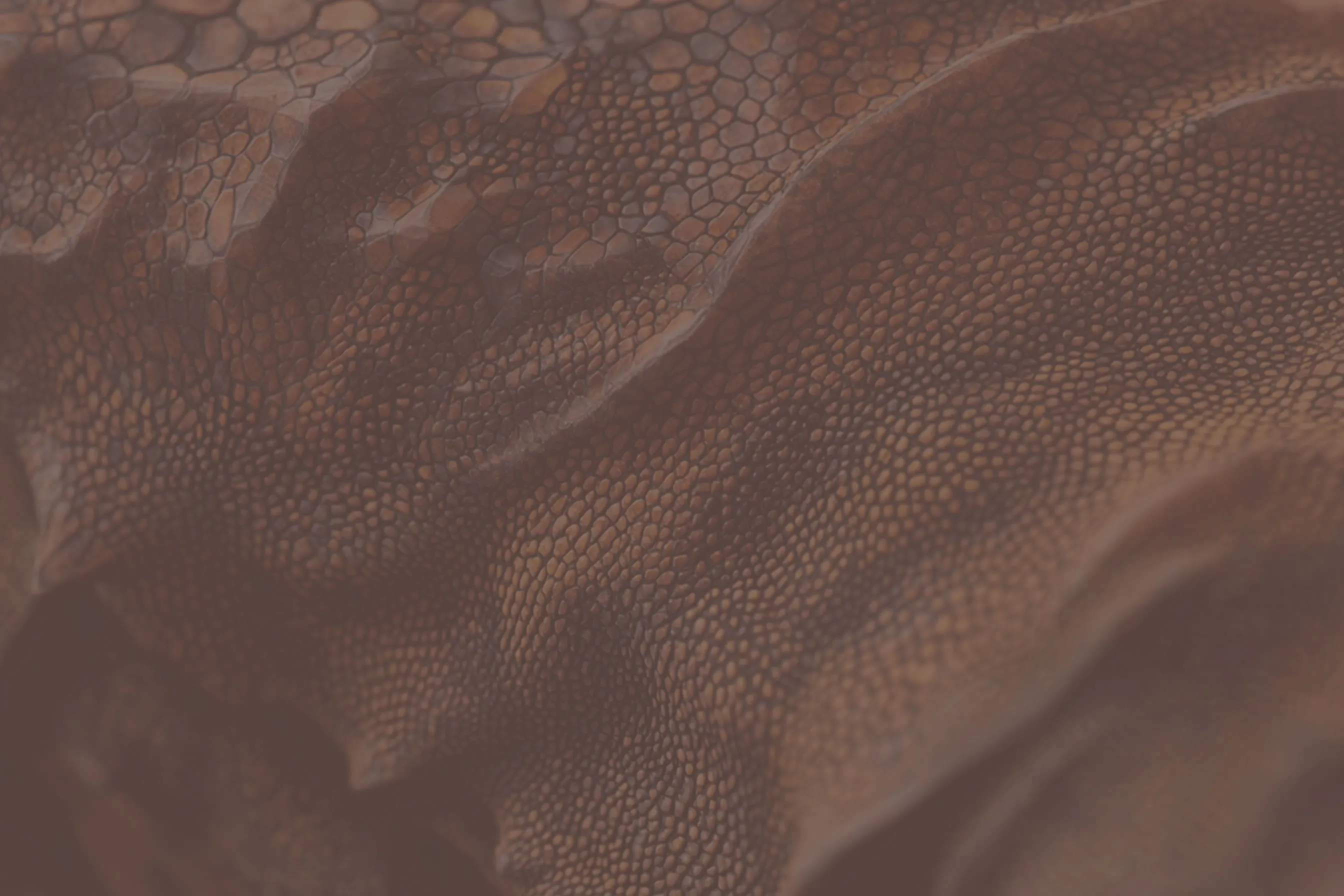 Monegros Desert Festival 2026 | Monegros Desert Festival 2026